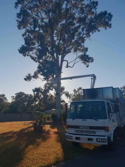 Burpengary Tree Lopping a grade tree services 2