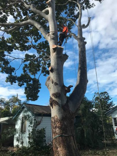 Burpengary Tree Lopping a grade tree services