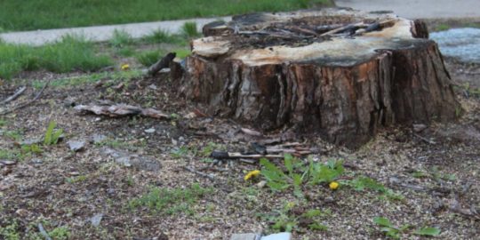Stump Grinding a grade tree services 2