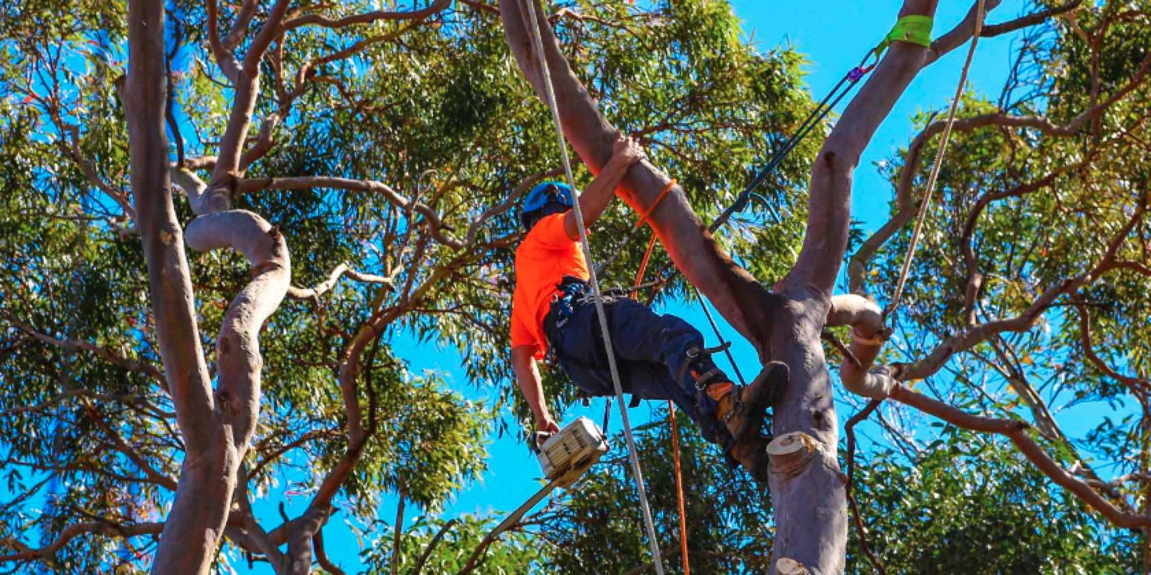 Tree Removal Brisbane Southside